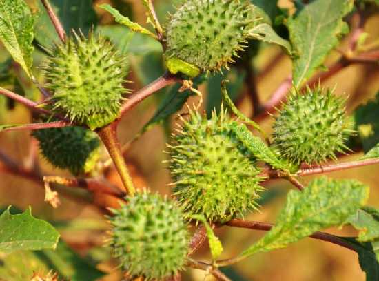 曼陀罗的养殖办法：喜温暖湿润、向阳环境，怕涝