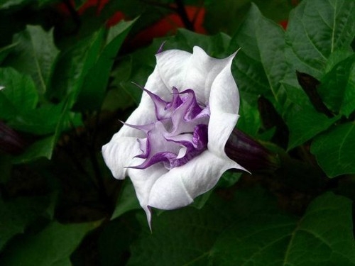 曼陀罗(图一) 山茶是曼陀罗吗:山茶花并不是曼陀罗,曼陀罗另有其花