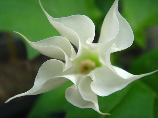 曼陀罗花 山茶是曼陀罗吗:山茶花并不是曼陀罗,曼陀罗另有其花