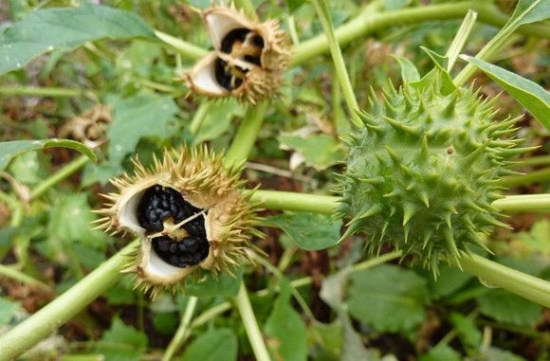 曼陀罗果实和种子 山茶是曼陀罗吗:山茶花并不是曼陀罗,曼陀罗另有其花
