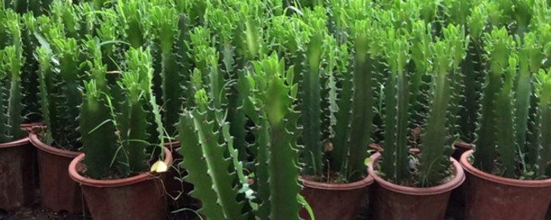 量天尺如何换盆