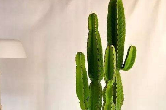 量天尺如何换盆