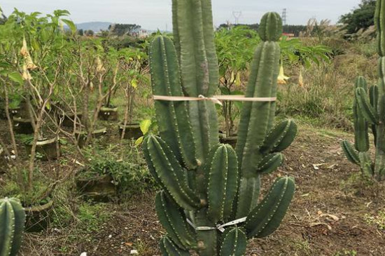 量天尺如何换盆