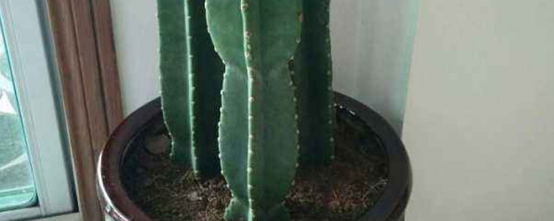 量天尺如何扦插