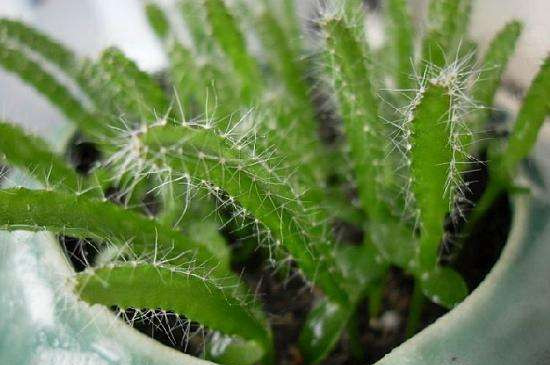 量天尺如何扦插