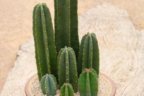 量天尺如何扦插