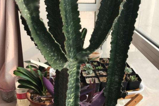 量天尺如何扦插