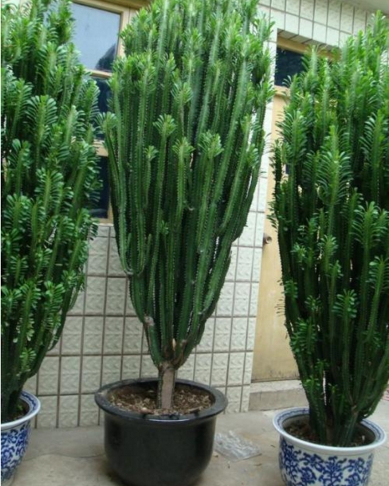 量天尺有什么作用？