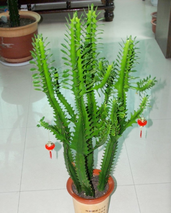 量天尺有什么作用？