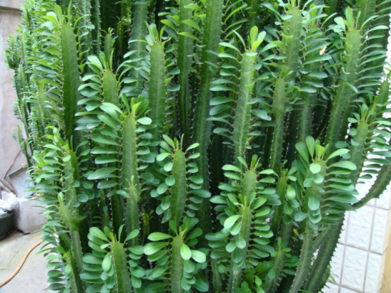 量天尺有毒吗 量天尺有毒吗?量天尺的汁液,有毒。皮肤接触容易引起瘙痒等不适反应