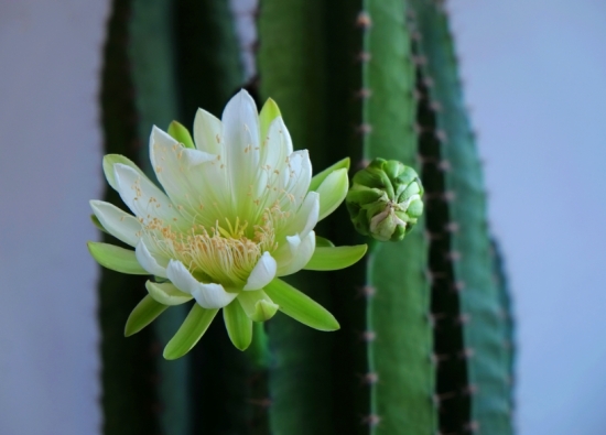 量天尺开花 量天尺有毒吗?量天尺的汁液,有毒。皮肤接触容易引起瘙痒等不适反应