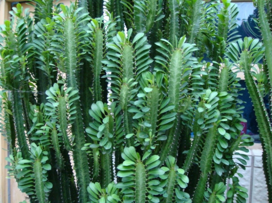 量天尺 量天尺有毒吗?量天尺的汁液,有毒。皮肤接触容易引起瘙痒等不适反应