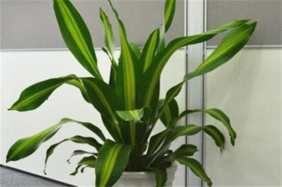 也门铁和巴西木的区别,植株形态叶片花朵不同