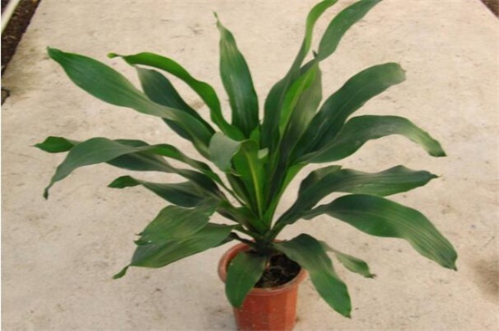 也门铁和巴西木的区别,植株形态叶片花朵不同