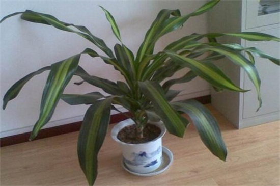 也门铁和巴西木的区别,植株形态叶片花朵不同