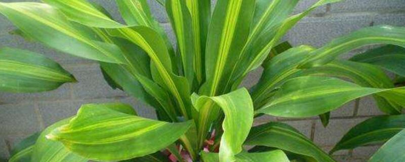 也门铁的养殖办法和留意事项