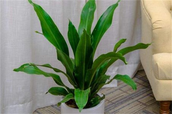 也门铁的养殖办法和留意事项