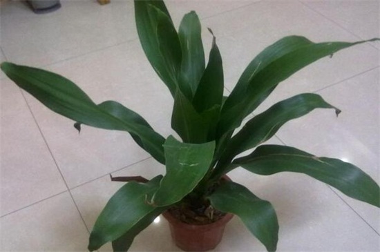 也门铁的养殖办法和留意事项