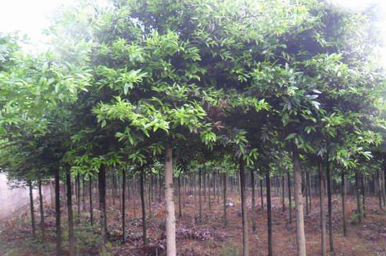 竹柏叶子发黑干枯了如何办