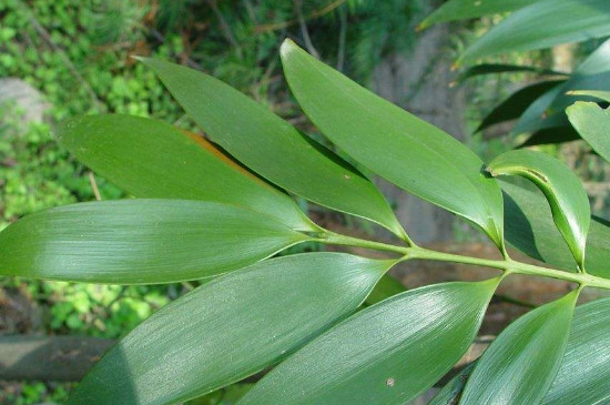 竹柏叶子发黑干枯了如何办