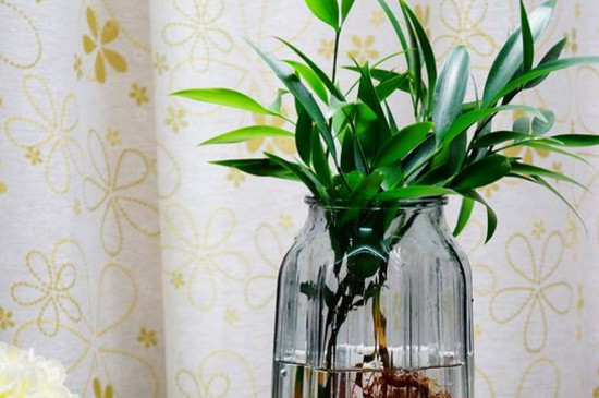 竹柏叶子发黑干枯了如何办