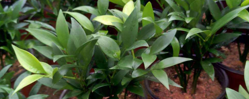 竹柏叶子干枯如何补救