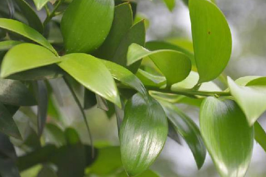 竹柏叶子干枯如何补救