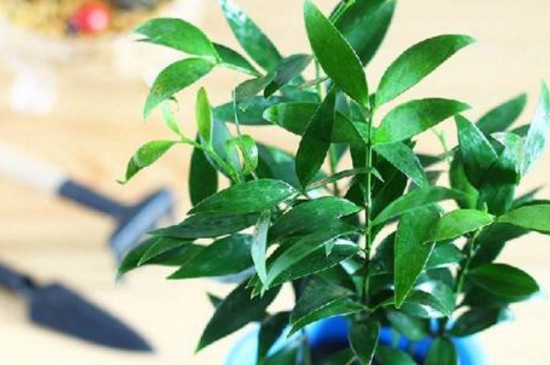 竹柏叶子干枯如何补救