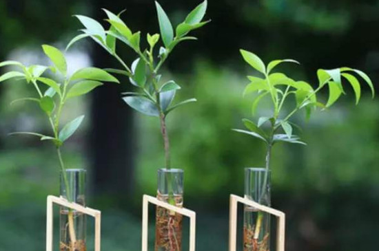 竹柏叶子干枯如何补救