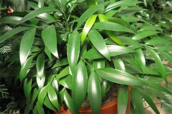 竹柏放室内对人的益处，药用价值高且风水寓意好