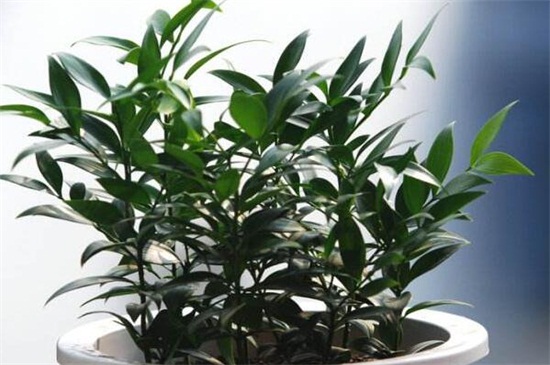 竹柏放室内对人的益处，药用价值高且风水寓意好