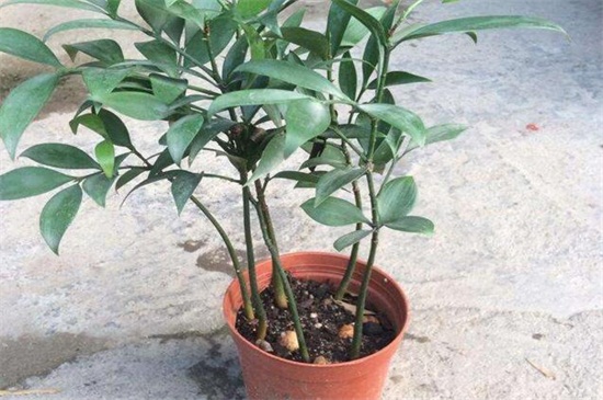 竹柏放室内对人的益处，药用价值高且风水寓意好