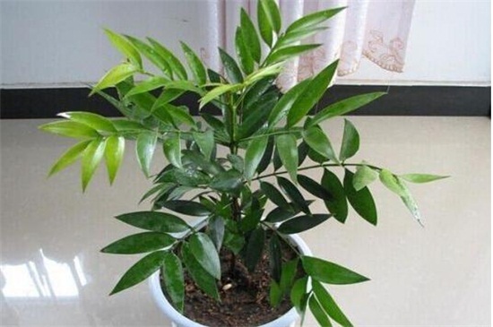 竹柏放室内对人的益处，药用价值高且风水寓意好
