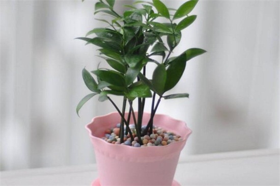 竹柏放室内对人的益处，药用价值高且风水寓意好