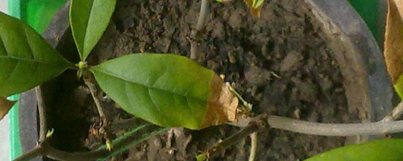 竹柏叶子干枯如何回事