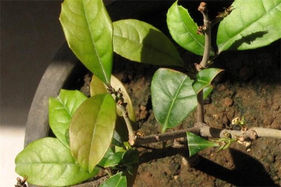 竹柏叶子干枯如何回事