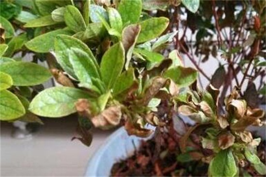 竹柏叶子干枯如何回事