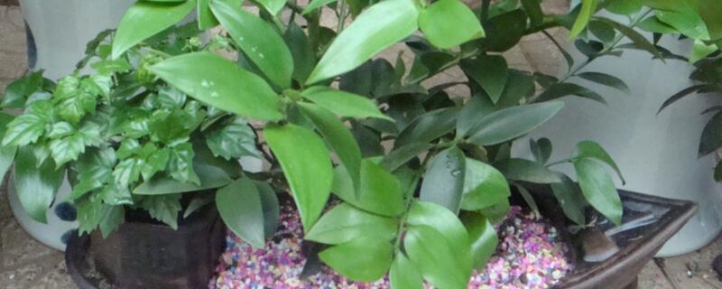 竹柏烂根了如何办