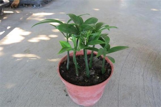 竹柏烂根了如何办