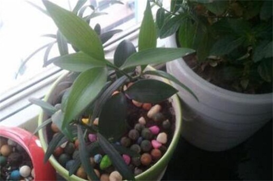 竹柏烂根了如何办