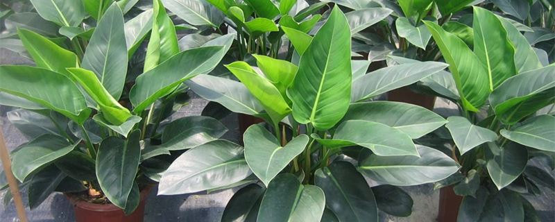 金钻的养殖办法和留意事项