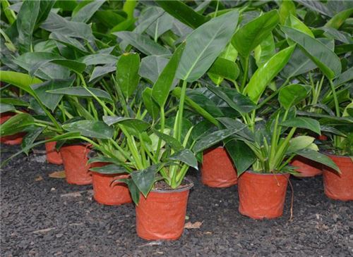 金钻的养殖办法和留意事项