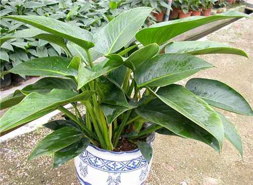 金钻的养殖办法和留意事项