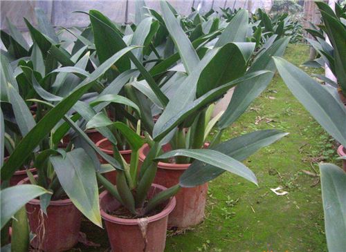 金钻的养殖办法和留意事项