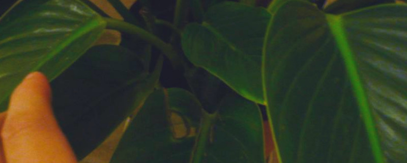 金钻为何会烂叶子