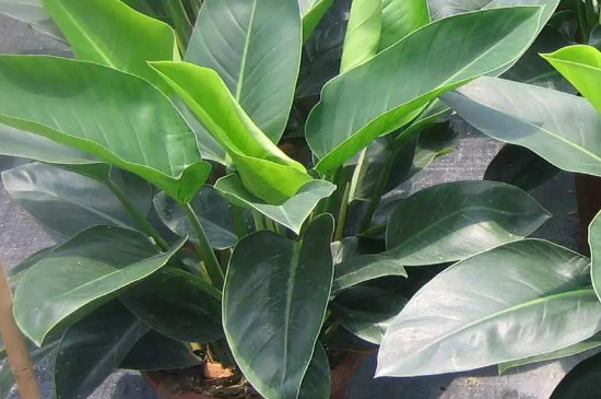 金钻为何会烂叶子