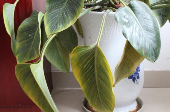 金钻为何会烂叶子