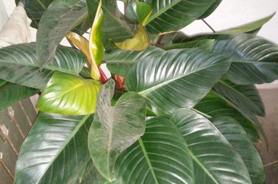 金钻为何会烂叶子