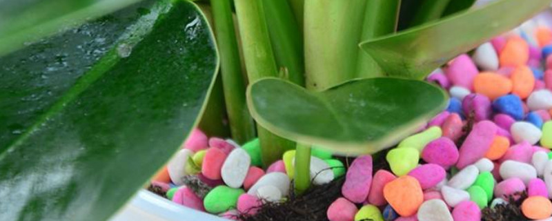 金钻为何叶子下垂