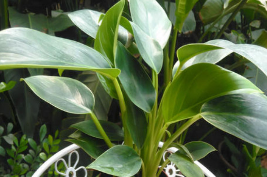 金钻为何叶子下垂